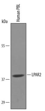 EDG4 Polyclonal Antibody