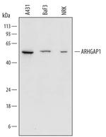 RhoGAP Polyclonal Antibody