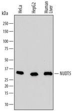 NUDT5 Antibody in Western Blot (WB)
