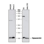 TMSB10 Polyclonal Antibody