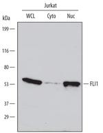 FLI1 Polyclonal Antibody