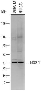 Nkx3.1 Polyclonal Antibody