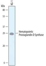 HPGDS Polyclonal Antibody