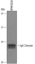 IGLC2 Polyclonal Antibody