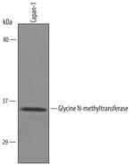 GNMT Polyclonal Antibody