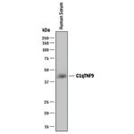 C1QTNF9 Polyclonal Antibody