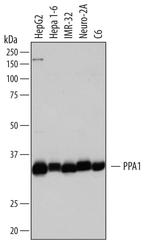 PPA1 Polyclonal Antibody