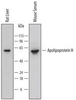 Apolipoprotein H Polyclonal Antibody