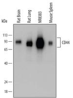 CD44 Polyclonal Antibody