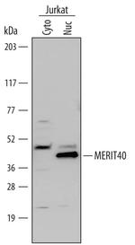 BABAM1 Polyclonal Antibody