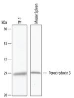 PRDX3 Polyclonal Antibody
