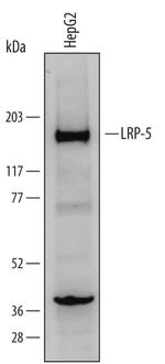 LRP5 Antibody in Western Blot (WB)