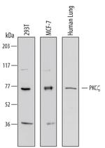 PKC zeta Polyclonal Antibody