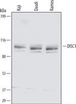 DISC1 Antibody in Western Blot (WB)