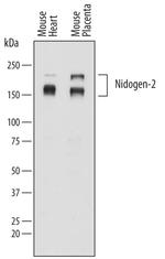 Nidogen 2 Polyclonal Antibody