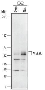MEF2C Polyclonal Antibody