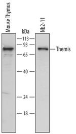 Themis Polyclonal Antibody
