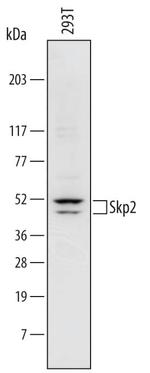 SKP2 Antibody in Western Blot (WB)