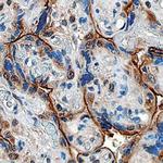 PGF Polyclonal Antibody