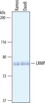 Lrmp Polyclonal Antibody