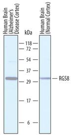 RGS8 Polyclonal Antibody