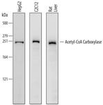 Acetyl-CoA Carboxylase Polyclonal Antibody