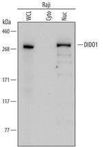 DATF1 Polyclonal Antibody