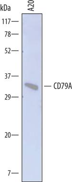 CD79a Antibody in Western Blot (WB)