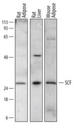 SCF Polyclonal Antibody