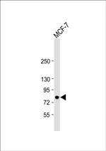 B-Raf Antibody in Western Blot (WB)