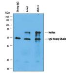 HELIOS Polyclonal Antibody
