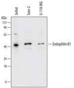 Bif1 Polyclonal Antibody