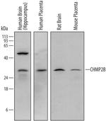 CHMP2B Antibody in Western Blot (WB)