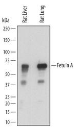 Fetuin A Polyclonal Antibody