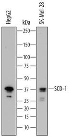 SCD Polyclonal Antibody