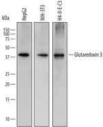 TXNL2 Polyclonal Antibody