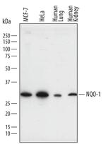 NQO1 Polyclonal Antibody
