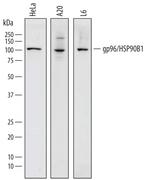 GRP94 Polyclonal Antibody