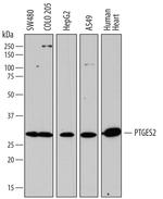 PTGES2 Polyclonal Antibody