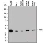 HNMT Polyclonal Antibody