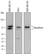 Metadherin Antibody in Western Blot (WB)