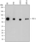 TCF3 Polyclonal Antibody