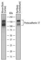 PCDH17 Polyclonal Antibody