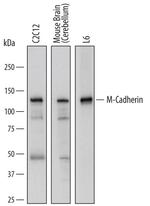 M-cadherin Polyclonal Antibody