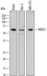 HDAC2 Antibody in Western Blot (WB)