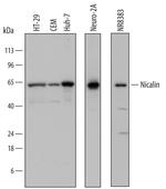 NCLN Polyclonal Antibody