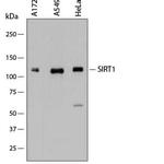 SIRT1 Antibody in Western Blot (WB)