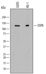 USP8 Polyclonal Antibody