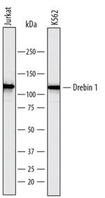 Drebrin Polyclonal Antibody