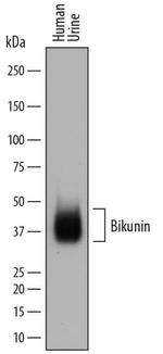 Bikunin Polyclonal Antibody
